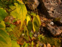 2013-07-13_Regina-F-Rau_Sonnenspitze3 (300).JPG